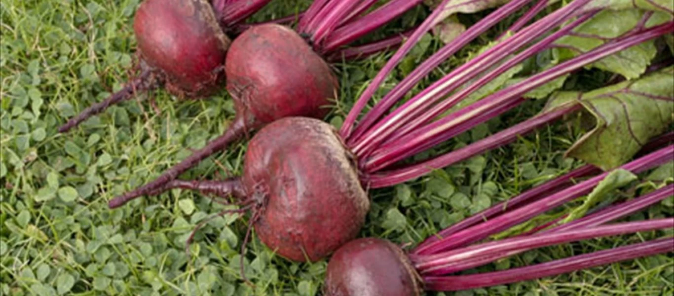 Φάτε παντζάρια για... υψηλή τεστοστερόνη